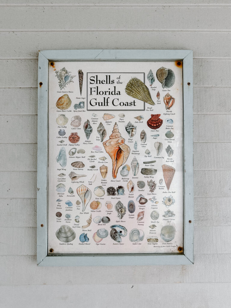 florida shells travel east coast road trip